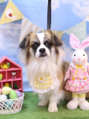 20240321マフィンちゃん